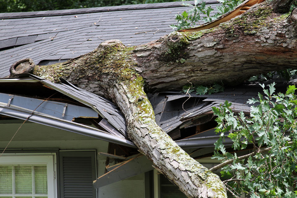 Image of a tree branch on a damaged roof